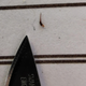 A stinger pulled from a dead African penguin.